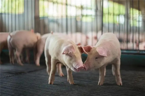 农业农村部：关于允许临界地市在不同大区300公里范围内正常调运生猪的建议