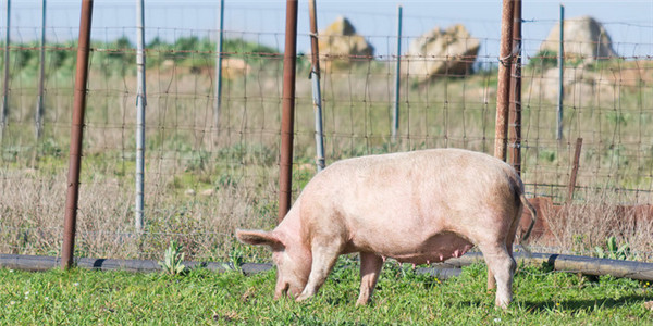 10种猪常见皮肤病变，如何轻松鉴别和防治？