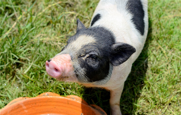 养猪人必须要知道 要懂得 高温季节来临，如何来拯救母猪？