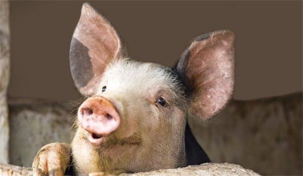 养猪人可不要轻视这个问题---警惕霉菌毒素的危害！