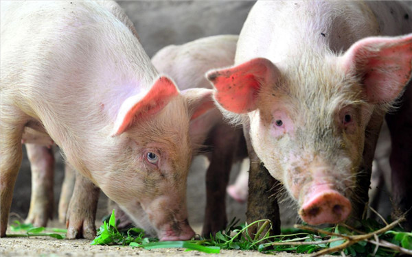 秋季气候多变，易诱导猪只发病，这十种猪病不得不防！