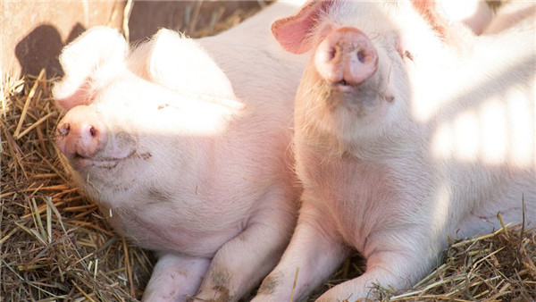 生猪期货成为养殖企业稳经营利器