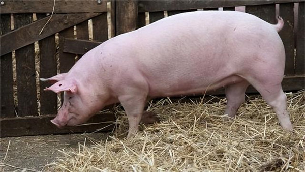 母猪越肥越好吗？母猪太肥会影响发情配种吗？