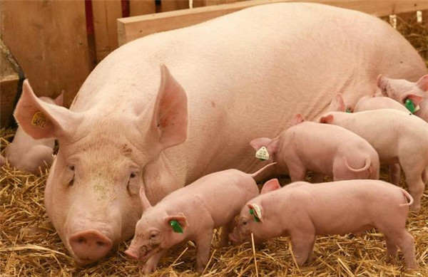 欧洲学者发现猪感染非洲猪瘟的关键基因