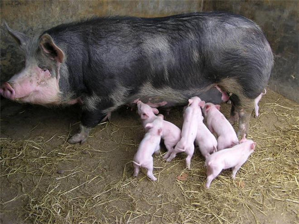 冬季，“两喂三不喂”原则，助你养好猪！