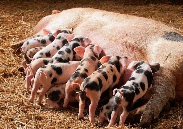 养猪场母猪无乳少乳，这7大症状一定要知道！