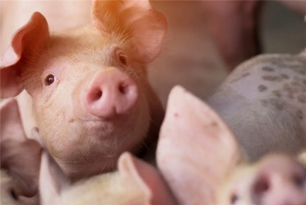 全球最大养猪集团诞生！日增重超1.1kg，超过丹麦前5%……