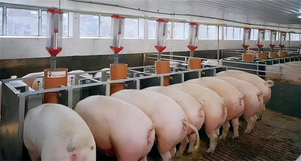 肢蹄问题成为现代集约化养猪场淘汰种猪的重要原因之一？