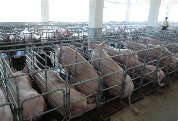 猪场常用消毒剂及其使用方法，很实用！