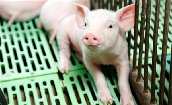 美国扣押中国13批猪肉制品，并禁止进口！