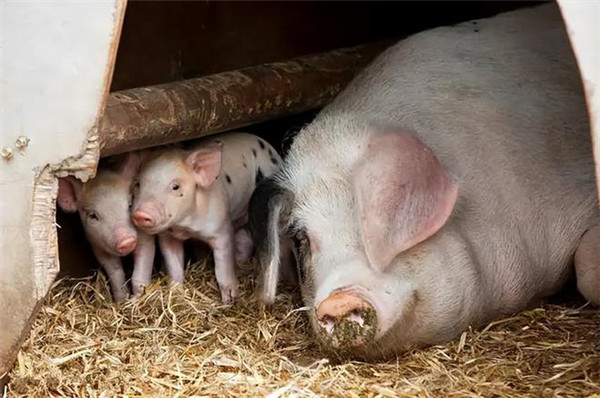母猪饲喂适当添加食盐、钙和磷效果好，管好母猪复养有希望！