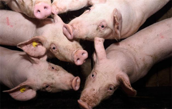 五部门联合发布:2月末能繁母猪存栏4343万头，下降0.6%