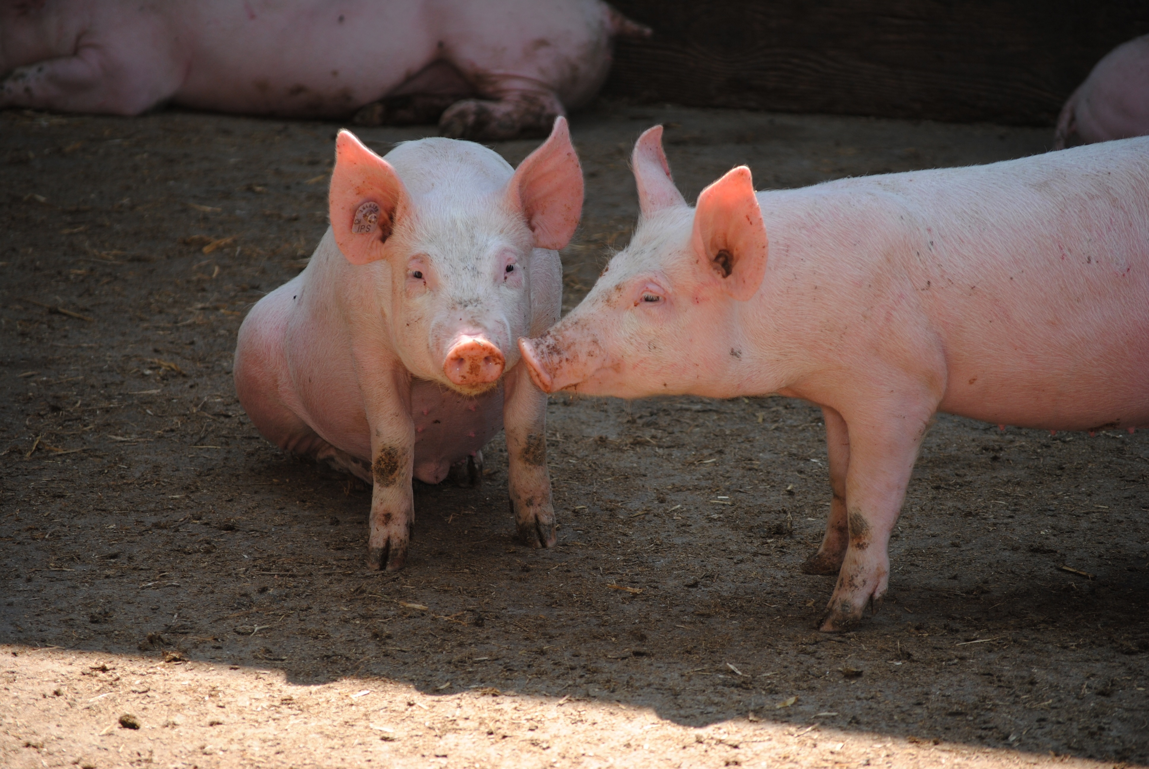 春季养猪如何谨防猪群流行性感冒的发生？