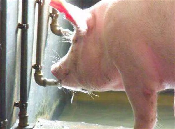 哺乳仔猪的饮水设备是怎样的？这个补水箱值得学习