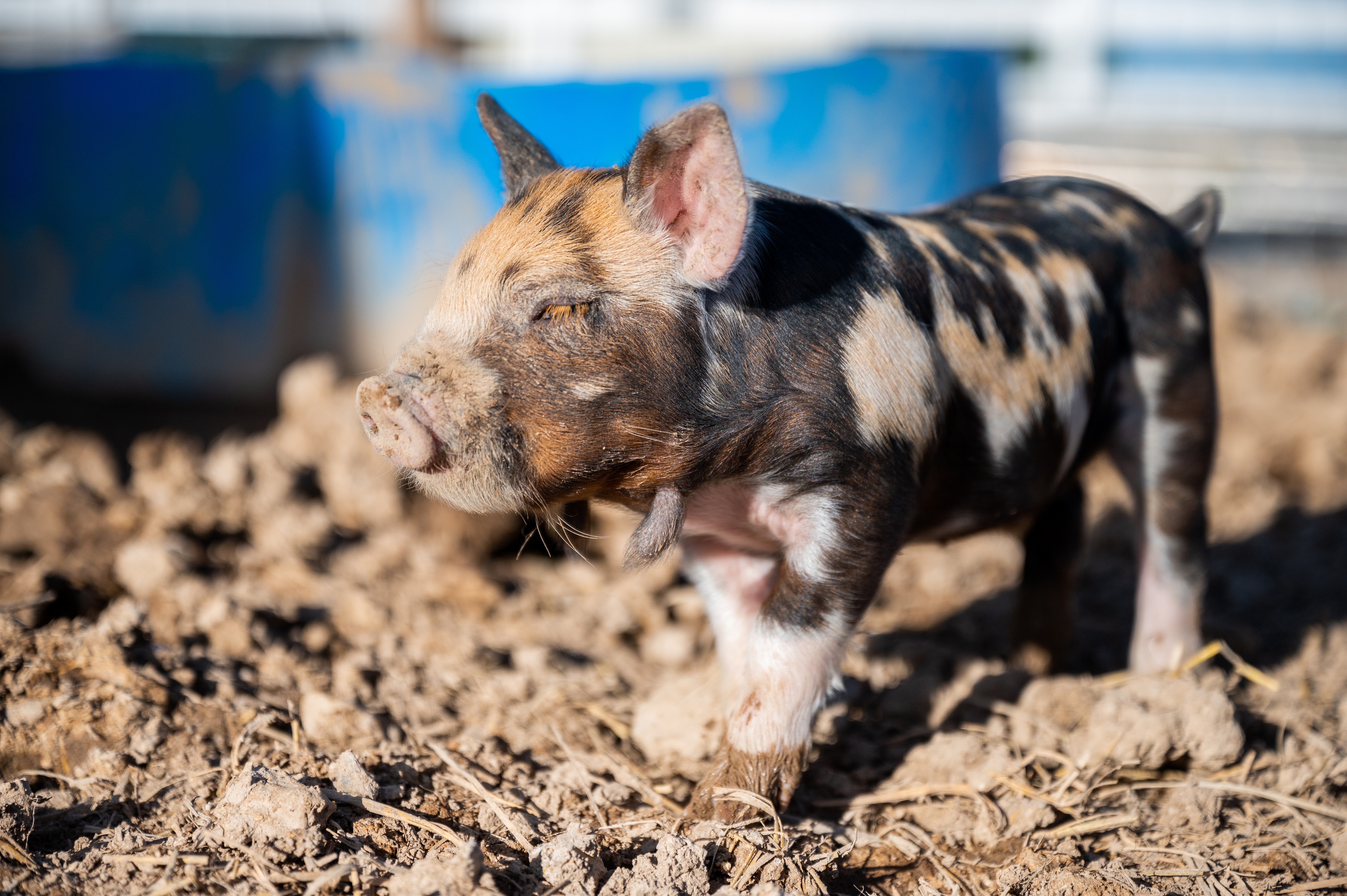 猪价依然受出栏压制，生猪期货上涨存在压力？