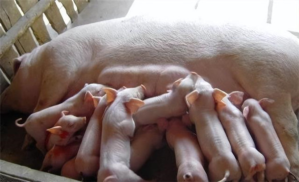 母猪超过114天没有生小猪正常吗？导致母猪迟分娩的原因