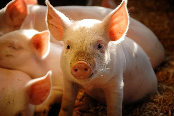 金新农：目前能繁母猪存栏量5.5万头，2024年目标成本15-15.5元/kg