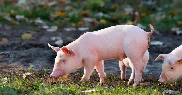 “非常时期”，如何合理布置猪场，才能降低疫病风险？