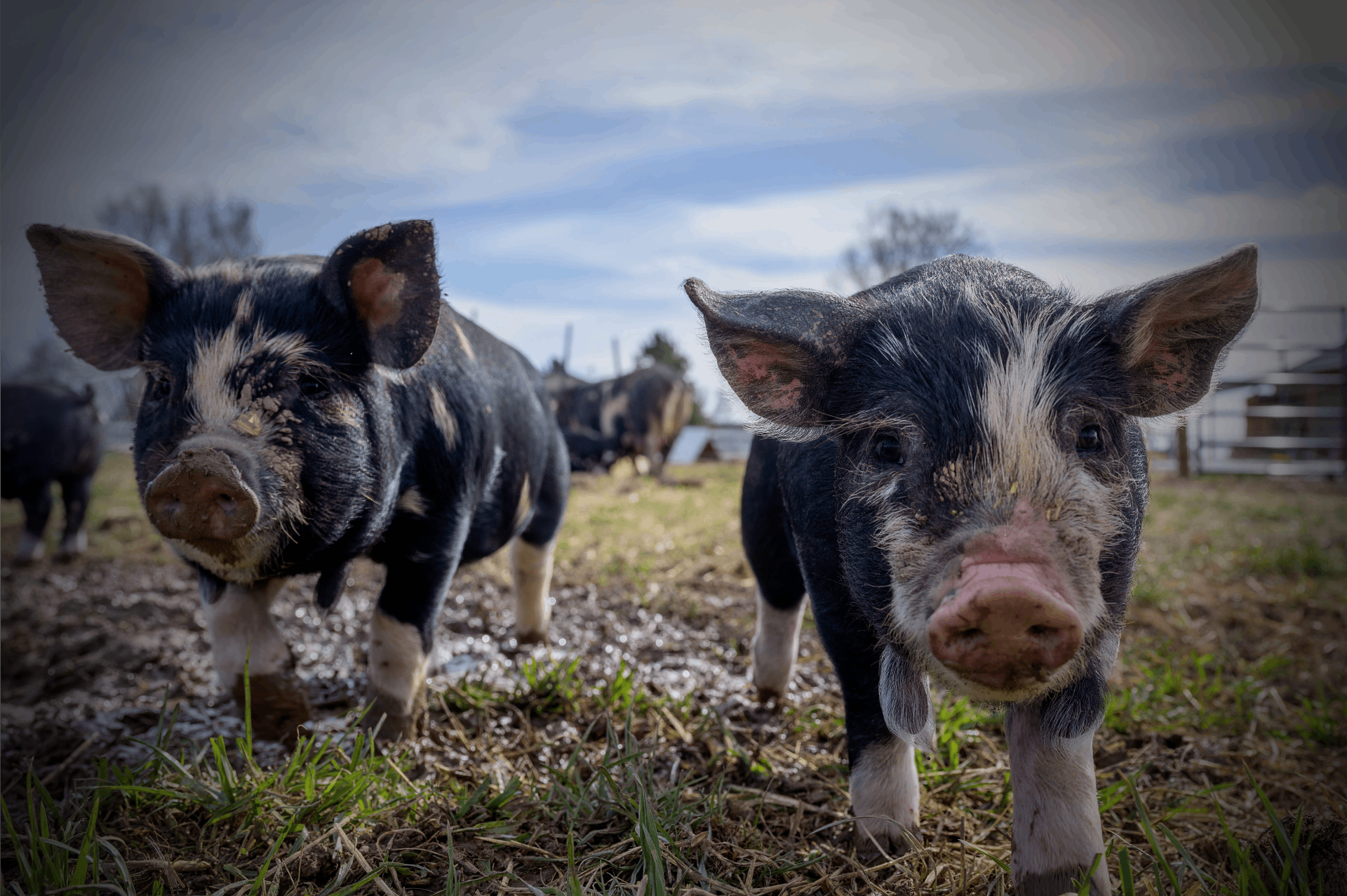 猪价连涨四个月，畜牧ETF十连阳，释放了什么信号？