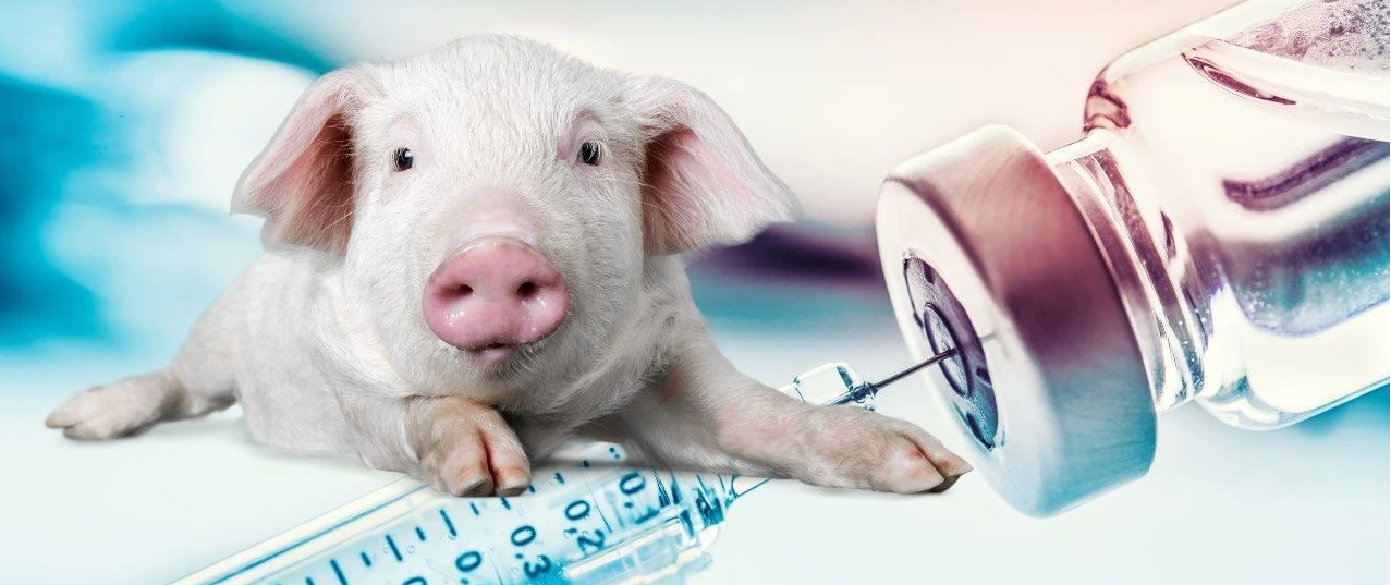 大剂量注射猪瘟苗是否可以治疗非典型猪瘟？结果很多人都不敢相信