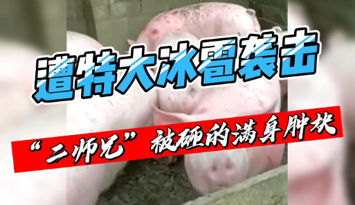 贵州多地遭特大冰雹袭击：砸死上万只鸡、猪也被砸的满身肿块！