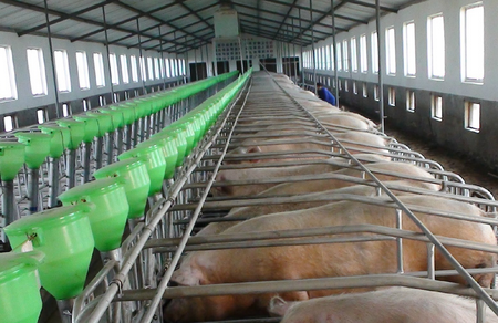 建设养猪场是否会占用耕地？3个新规定，养猪人必须知道