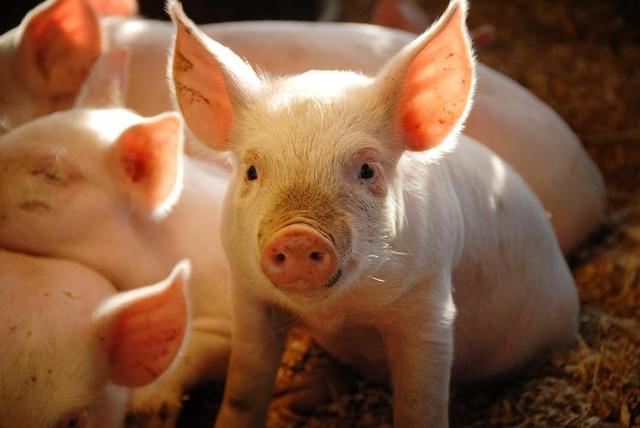 养猪场可以建在哪些地方？建设养猪场需要考虑哪些因素？