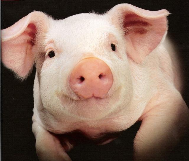 为什么要重视猪场消毒工作？如何消毒？