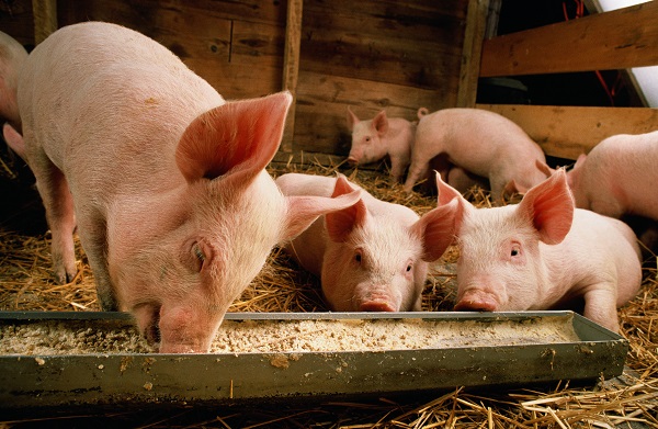 又到雨季，猪场如何做才能减少猪场饲料霉变？
