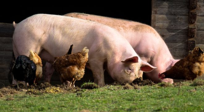 2周龄仔猪高发病！怎么才能预防猪胃肠炎发生？