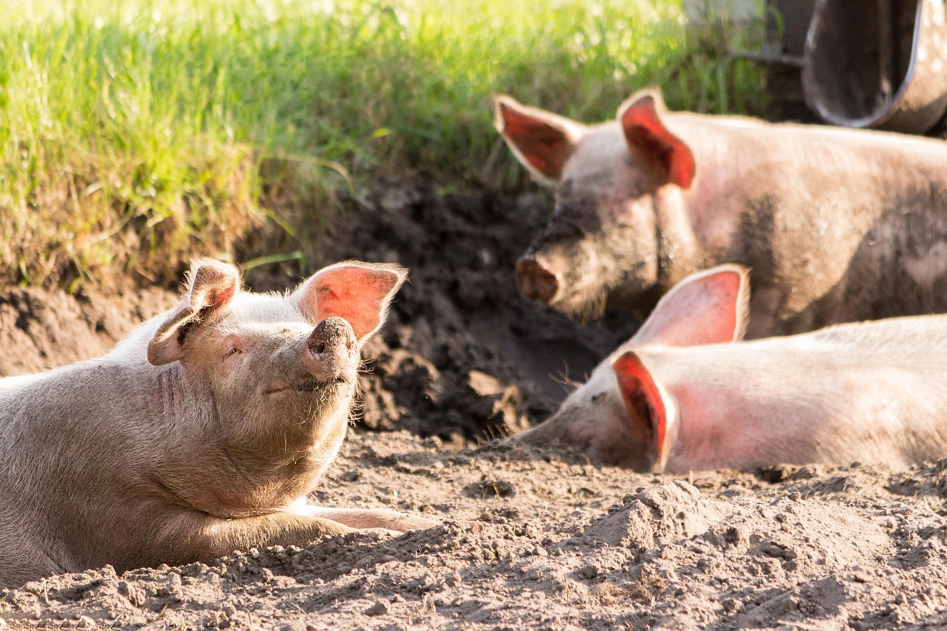 美国养猪业预冷，生猪养殖商大幅减产，史密斯菲尔德将关闭全国30多家母猪场