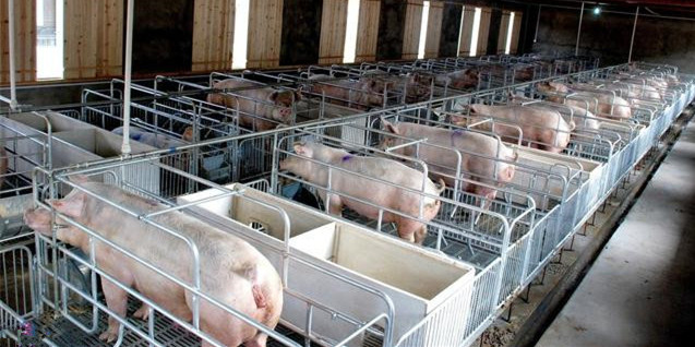 猪场日常消毒与疫病发生时的紧急消毒的区别？