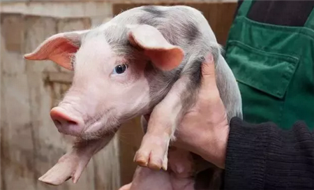 猪场常发病仔猪脐疝该如何治疗和护理？