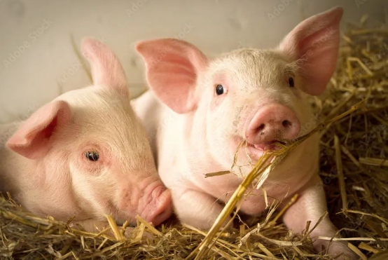 猪“冷泻”病是怎么回事？有哪些症状？怎样防治？