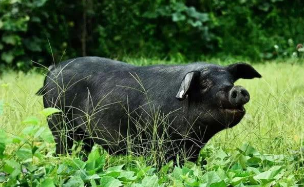 项城猪遗漏品种现场核验通过，河南省将再增一地方猪品种