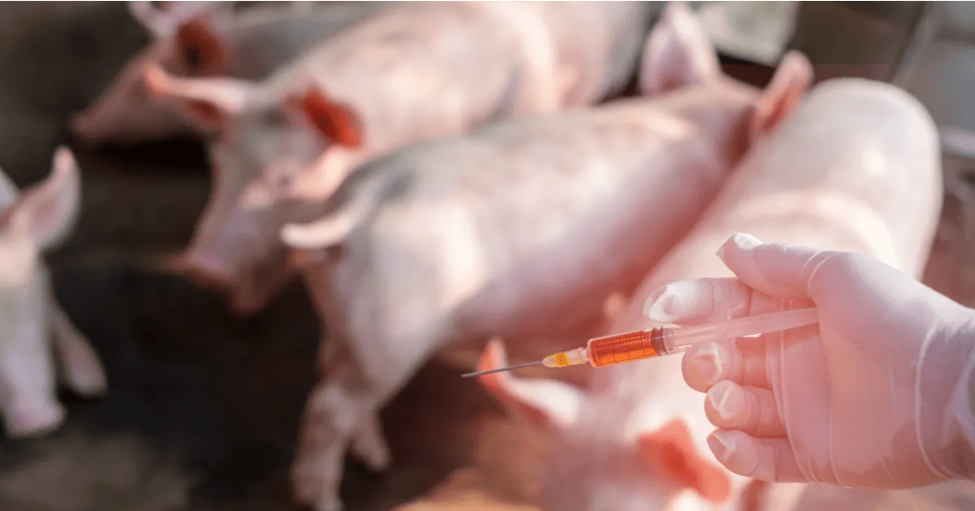 猪瘟如何预防，猪瘟疫苗怎么做更合理？答案来了