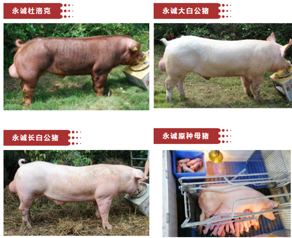 邀请函丨相约南京，共享南农猪业盛会！