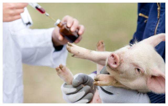 怎样预防猪对疫苗过敏现象的发生？这些方法值得一试