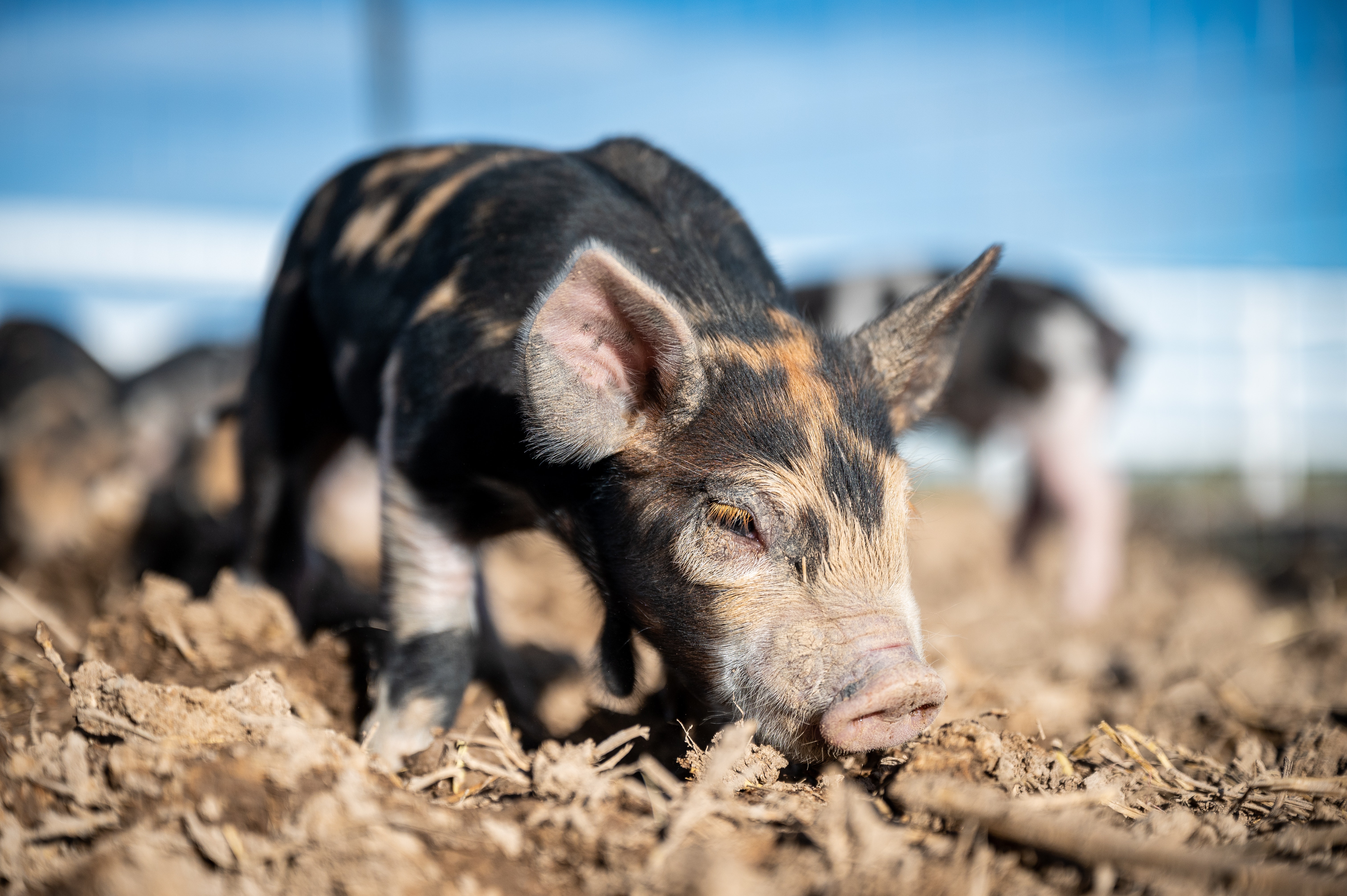 香港万洲国际集团旗下史密斯菲尔德食品公司宣布将关闭密苏里州35个养猪场