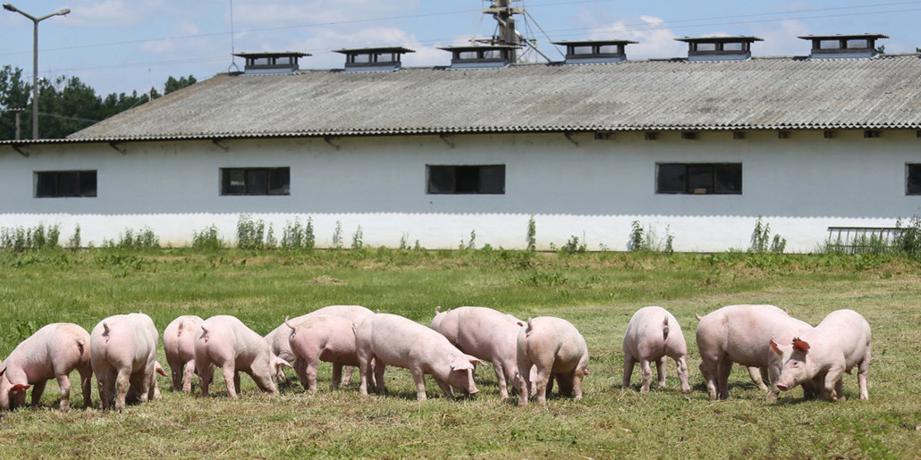 如何理解养猪场的生物安全？如何实操？