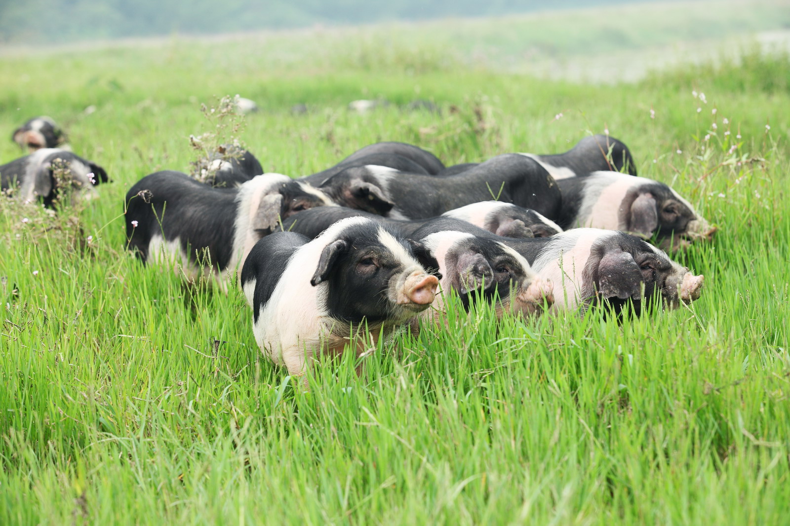 核心种源自给率超过75%！“宁乡猪”上榜国家生猪核心育种场