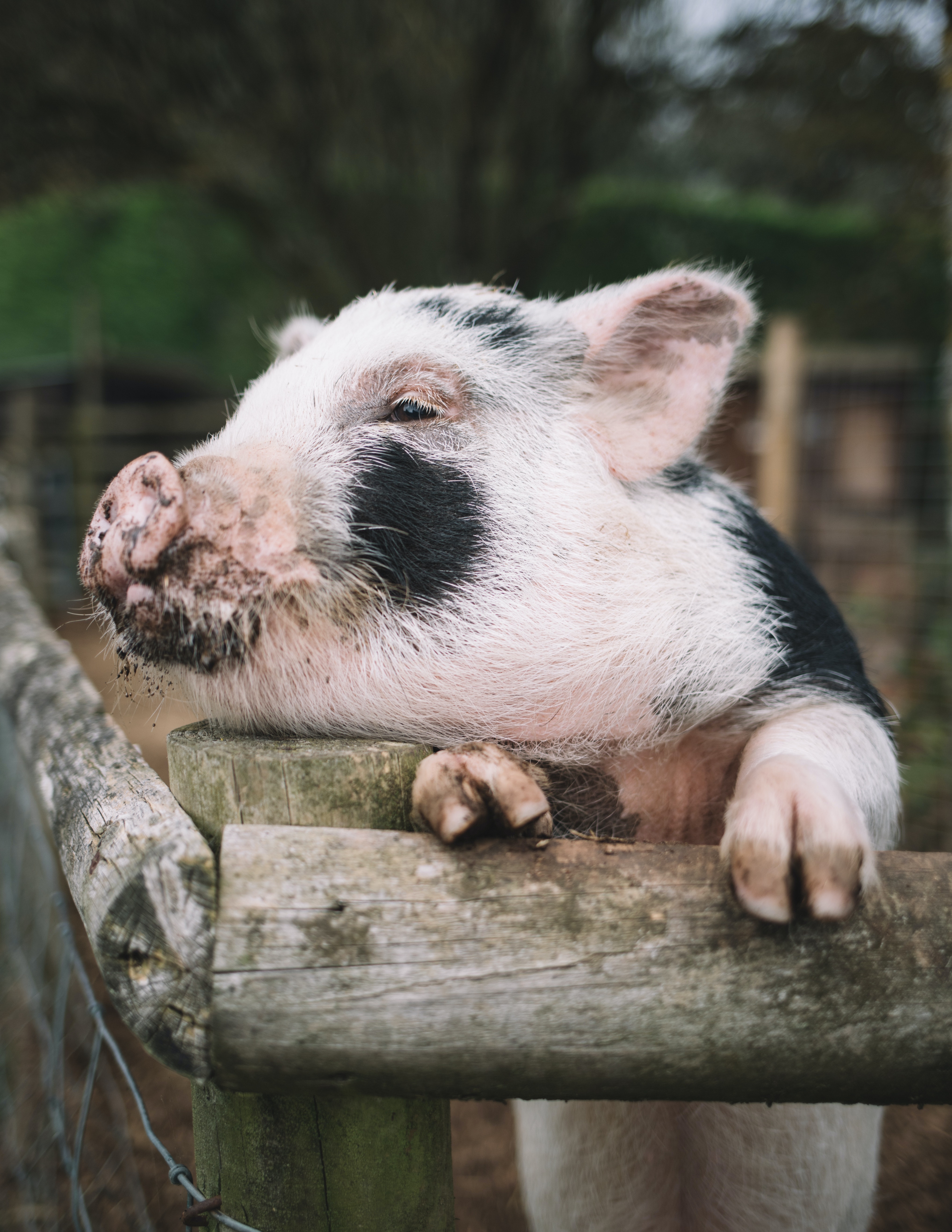 遏制非洲猪瘟蔓延 意大利北部逾3.4万头生猪被扑杀