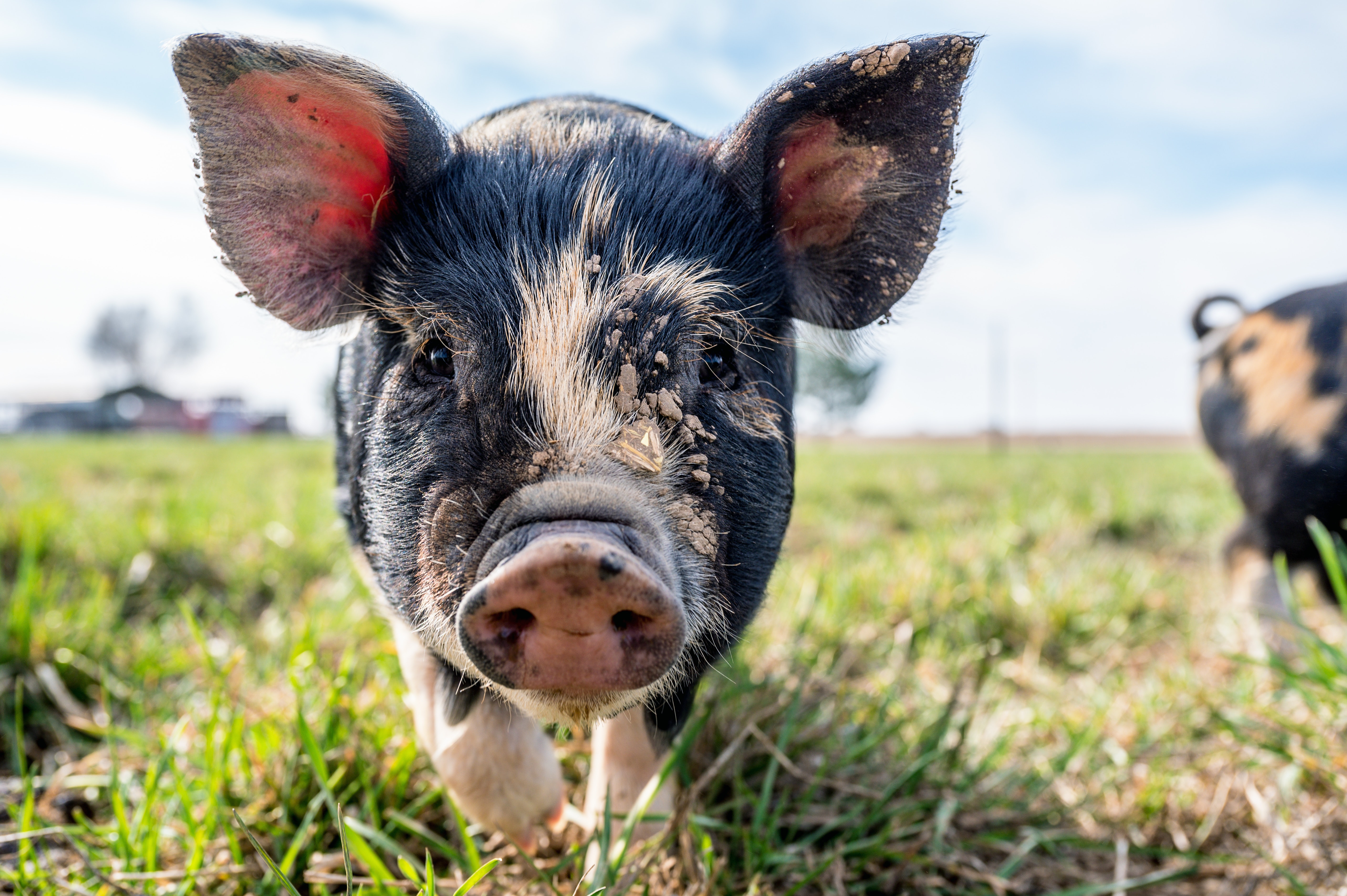 中秋国庆期间全国猪肉供应充足 朱增勇：后市猪价大幅上涨的可能性较小