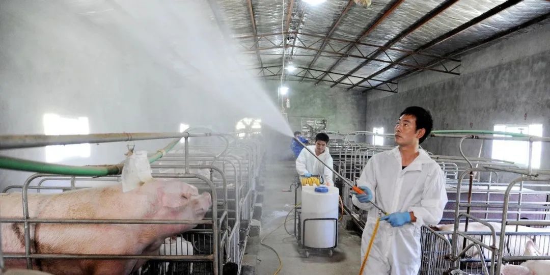 猪场经常消毒，为何达不到消毒效果？这些误区你一定要知道