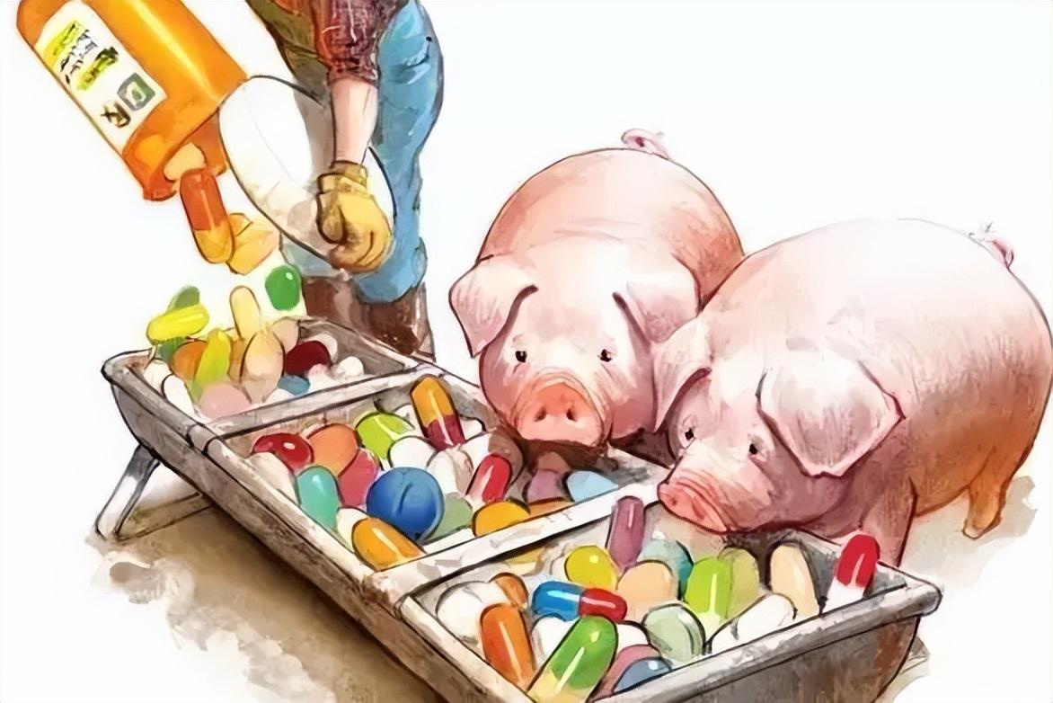 养猪离不开兽药，兽药在养猪生产中如何正确运用？