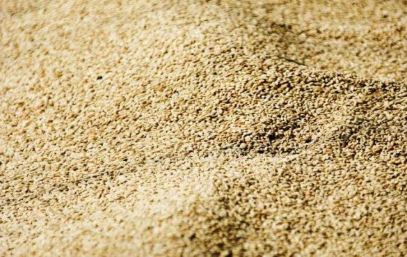 如何怎样正确从米糠中提取蛋白及蛋白饲料？详细步骤在文中