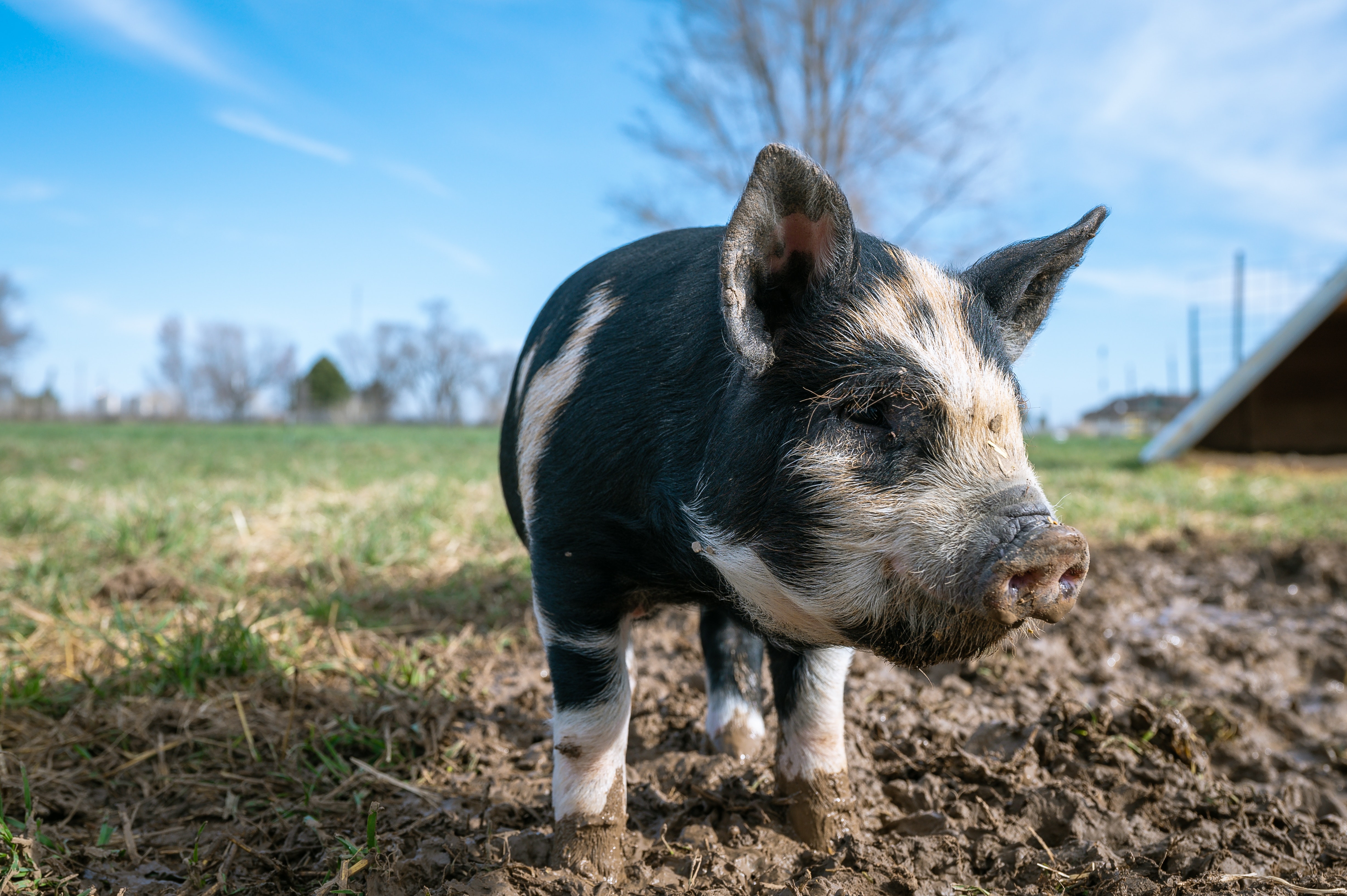 生猪养殖板块三季报总结：利润减亏 扩张仍难
