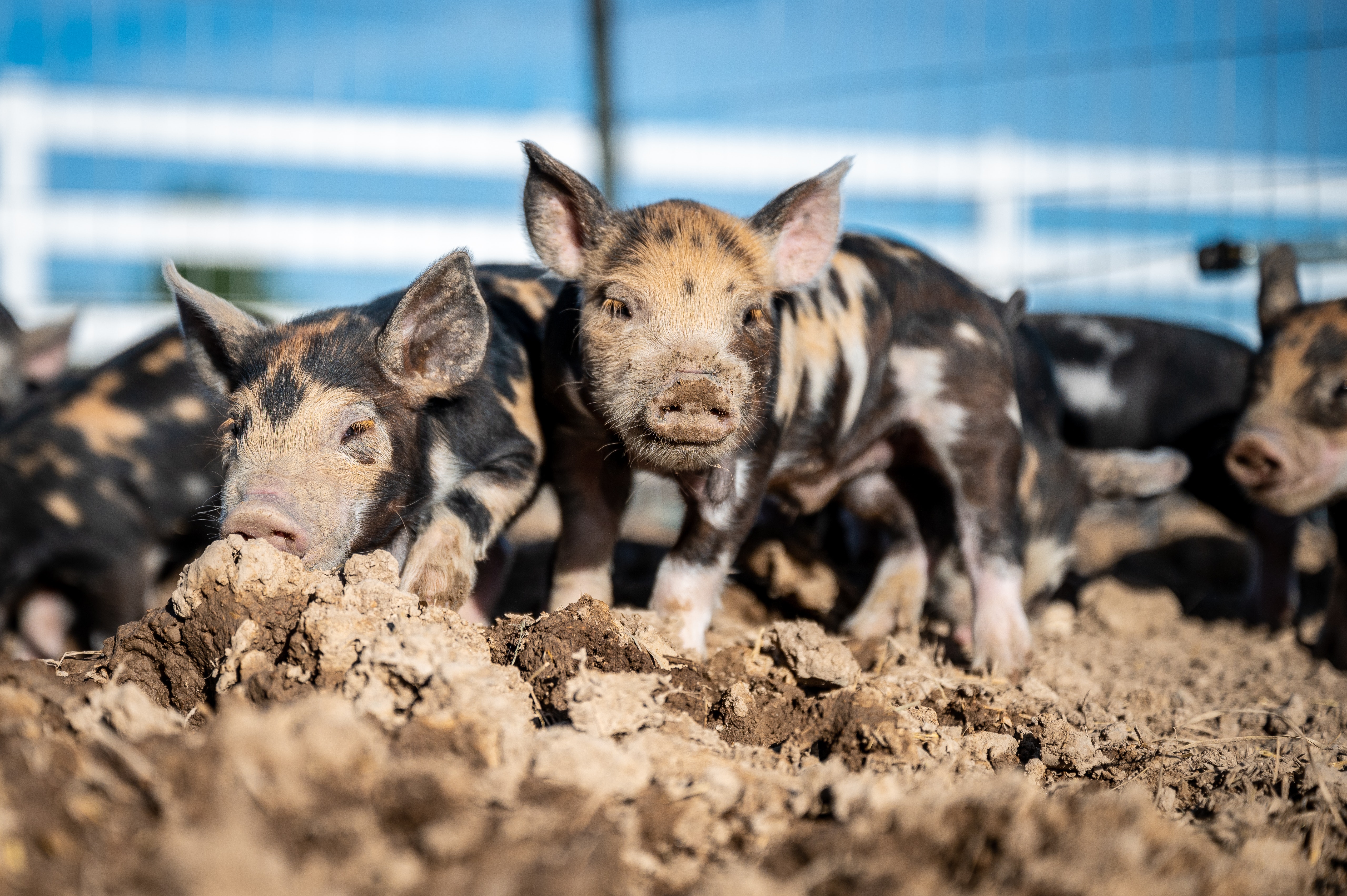 山东省畜牧兽医局关于优化生猪跨大区调运管理措施的通知
