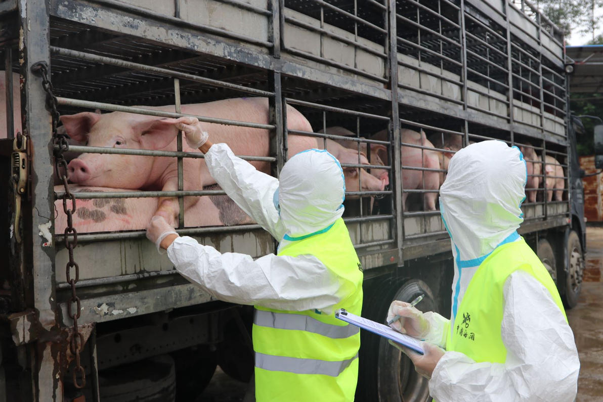 刷新纪录！今年前11个月海南省供港澳活猪突破50000头