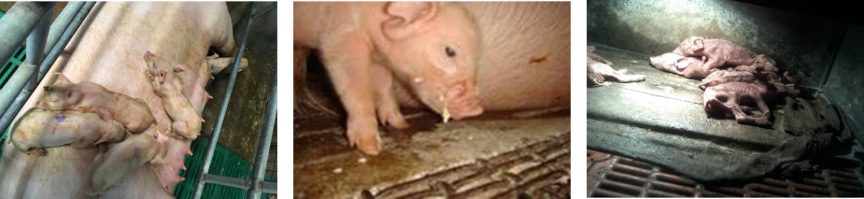 为什么猪流行性腹泻（PEDV）有这么大的杀伤力？